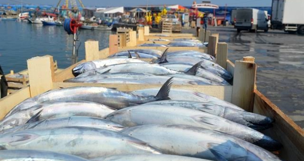Marmara'da palamut arzı yükselirken adet fiyatları 100 ile 150 lira arasında değişiyor