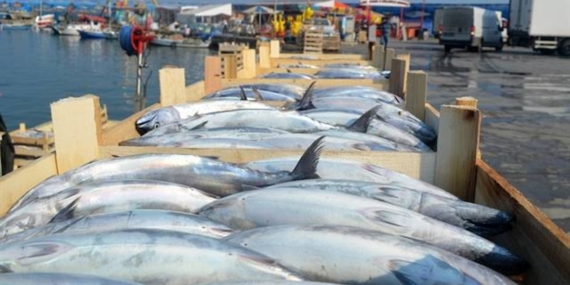 Marmara’da palamut arzı yükselirken adet fiyatları 100 ile 150 lira arasında değişiyor