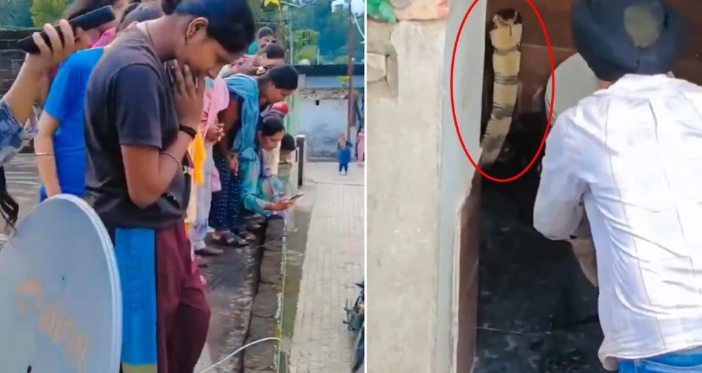 Hindistan'da Bir Evin Klozetinde Görülen Dev Kobra Paniğe Neden Oldu