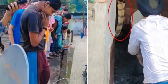 Hindistan’da Bir Evin Klozetinde Görülen Dev Kobra Paniğe Neden Oldu