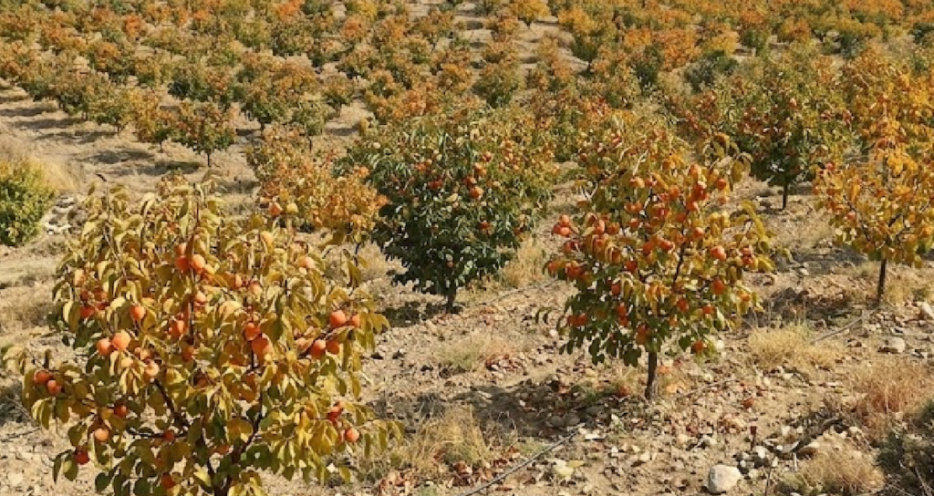 Türkiye Cennet Hurması İhracatında Modern Tesisler ve Katma Değerli Üretimle Büyüyor
