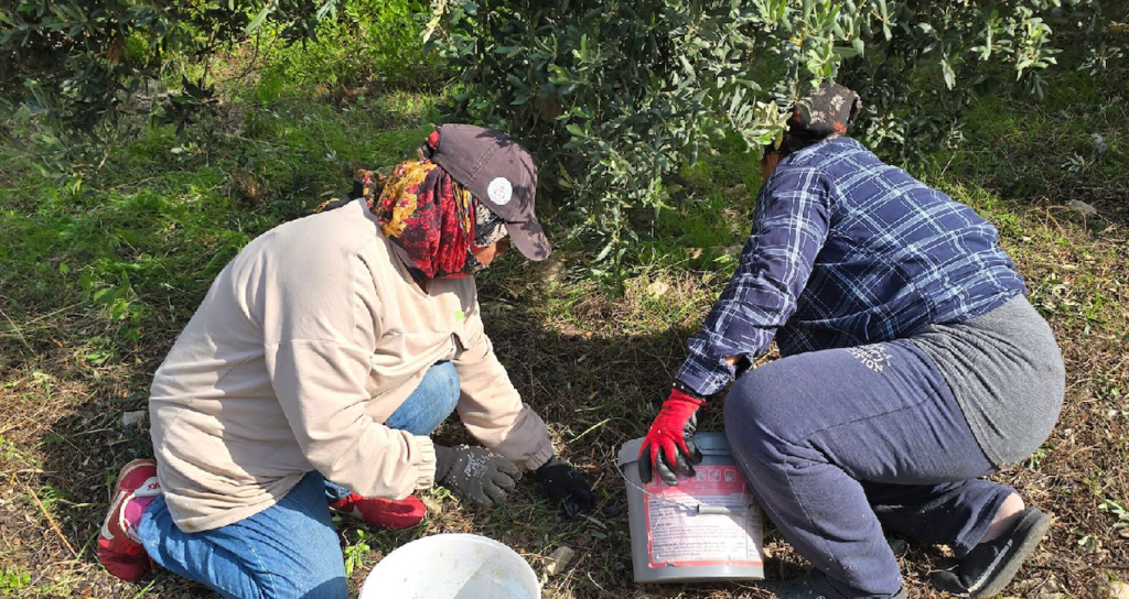 Samandağ'da Halhalı Zeytini Hasat Sezonu Başlarken Bahçe Fiyatı 150 Liraya Ulaştı