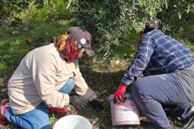 Samandağ'da Halhalı Zeytini Hasat Sezonu Başlarken Bahçe Fiyatı 150 Liraya Ulaştı