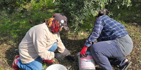 Samandağ’da Halhalı Zeytini Hasat Sezonu Başlarken Bahçe Fiyatı 150 Liraya Ulaştı