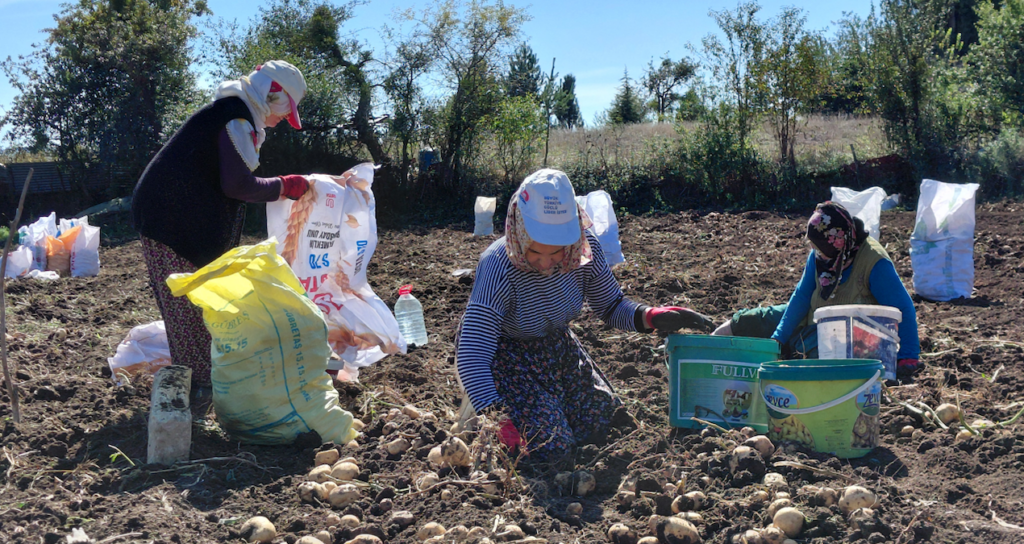 Tokat'ta Coğrafi İşaretli Başçiftlik Beyazı Patates Hasadı ve Metropol Sevkiyatı Başladı