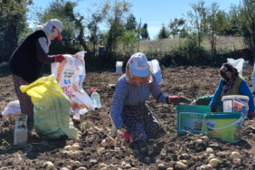 Tokat'ta Coğrafi İşaretli Başçiftlik Beyazı Patates Hasadı ve Metropol Sevkiyatı Başladı