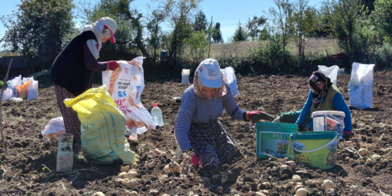 Tokat’ta Coğrafi İşaretli Başçiftlik Beyazı Patates Hasadı ve Metropol Sevkiyatı Başladı
